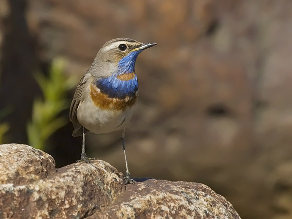 Sinirinta, Bluethroat, Luscinia svecica